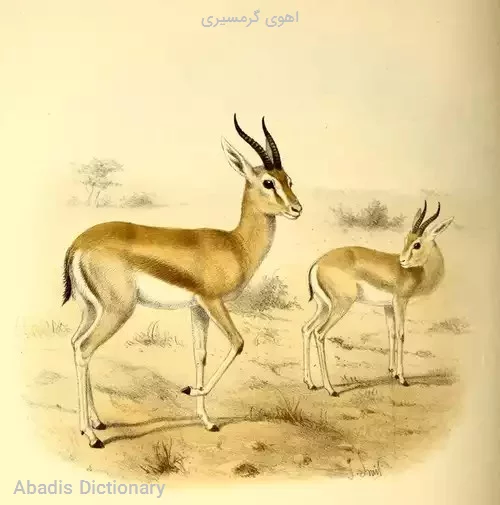 اهوی گرمسیری